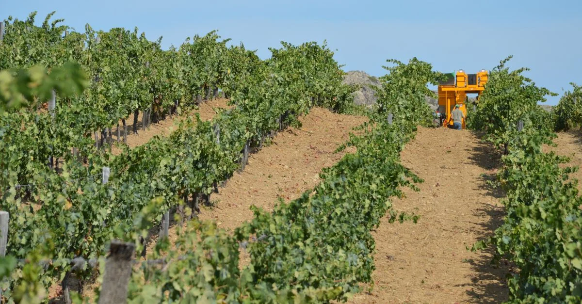 Vue panoramique sur les vignes récoltées à Santo-Pietro-di-Tenda, Corse.